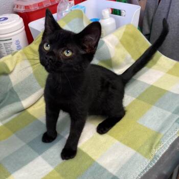 Shadow -  Domestic Short Hair Cat for Adoption in Duncan, Oklahoma - Shadow | PetCurious