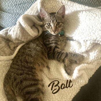 Rescue Tabby and Domestic Short Hair Cats for Adoption in Houston, Texas - Bolt #brother-of-Tornado | PetCurious