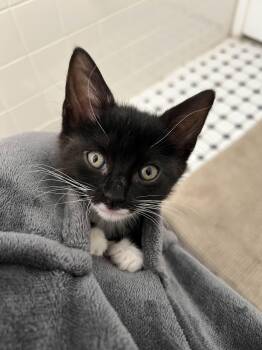 Rescue Tuxedo Cats for Adoption in Piscataway, New Jersey - Star | PetCurious