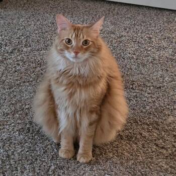 Maine Coon and Domestic Long Hair Cats Available for Adoption in Allen, Texas - Milton (Maine Coon Mix) | PetCurious