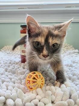 Bucatini -  American Shorthair Cat for Adoption in Richmond, Virginia - Bucatini | PetCurious