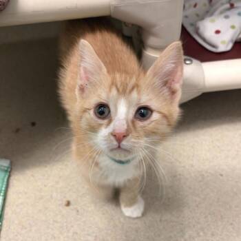 Buddy -  Domestic Short Hair Cat Available for Adoption in Marshall, Virginia - Buddy | PetCurious