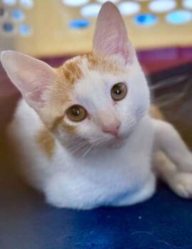 Chickadee -  Domestic Short Hair Cat for Adoption in Edmond, Oklahoma - Chickadee | PetCurious
