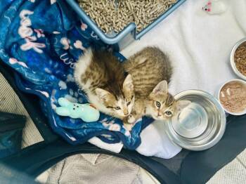Marlon -  Domestic Short Hair Cat Available for Adoption in Alafaya, Florida - Marlon | PetCurious