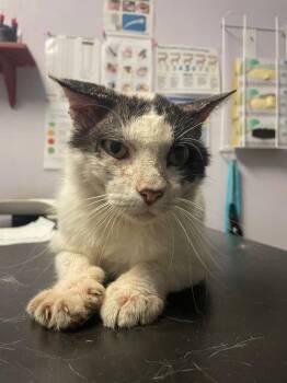 Ace -  Domestic Short Hair Cat Available for Adoption in New Braunfels, Texas - Ace | PetCurious