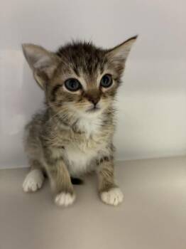 Ham -  Domestic Long Hair Cat for Adoption in Salt Lake City, Utah - Ham | PetCurious