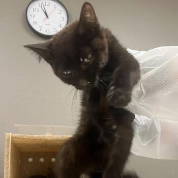 Satellite -  Domestic Short Hair Cat for Adoption in Reno, Nevada - Satellite | PetCurious