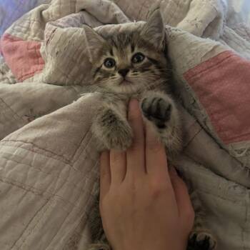 Bailey -  Domestic Short Hair Cat for Adoption in Columbia, Missouri - Bailey | PetCurious