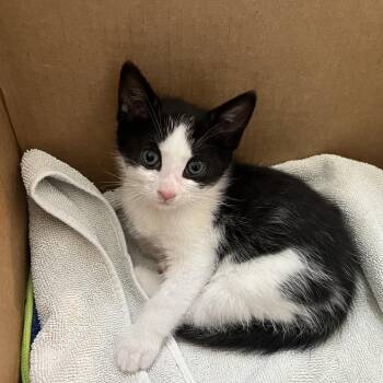 Fenix -  Domestic Short Hair Cat for Adoption in Quakertown, Pennsylvania - Fenix | PetCurious