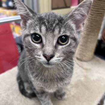 Taumoeba -  Domestic Short Hair Cat for Adoption in Stoughton, Wisconsin - Taumoeba | PetCurious