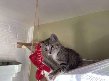 Bashful -  Domestic Short Hair and Tabby Cat for Adoption in Lemoyne, Pennsylvania - Bashful | PetCurious