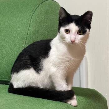 Possum -  Domestic Short Hair Cat for Adoption in Traverse City, Michigan - Possum | PetCurious