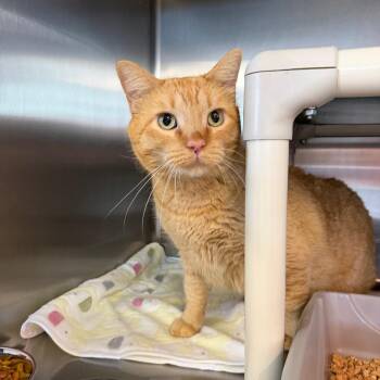 Moto Moto -  Domestic Short Hair Cat for Adoption in Spanish Fork, Utah - Moto Moto | PetCurious