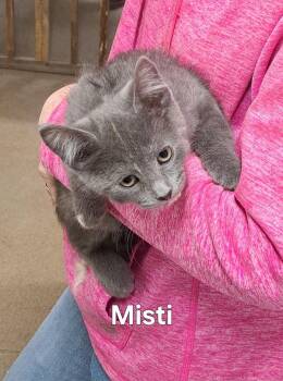 Misti -  Domestic Short Hair Cat Available for Adoption in Plattsburgh, New York - Misti | PetCurious