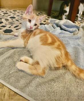Kal -  Domestic Short Hair Cat for Adoption in North Babylon, New York - Kal | PetCurious