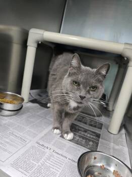 Domestic Short Hair Cats Available for Adoption in Evansville, Indiana - Jo | PetCurious