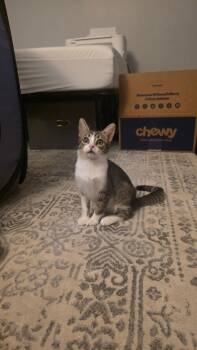 Ty -  Tabby and Domestic Short Hair Cat for Adoption in Phoenix, Arizona - Ty | PetCurious