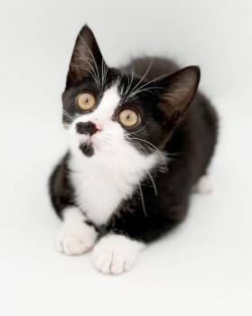 Great White is simply the greatest -  Tuxedo and Turkish Van Cat for Adoption in Bedford Hills, New York - Great White Is Simply The Greatest | PetCurious
