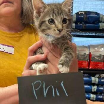 Domestic Short Hair Cats Available for Adoption - Philomena C11004 | PetCurious