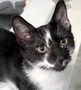 Jarvy -  Domestic Short Hair Cat for Adoption in Smithfield, North Carolina - Jarvy | PetCurious