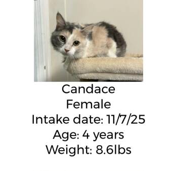 Rescue Dilute Calico Cats for Adoption in Staffordsville, Kentucky - Candace | PetCurious