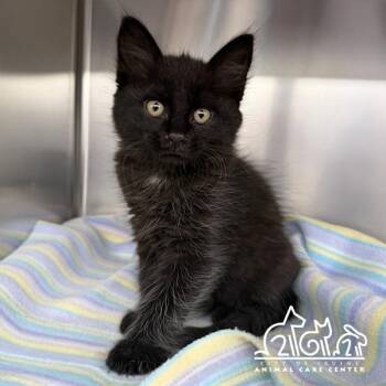 Domestic Short Hair Cats Available for Adoption in Irvine, California - LUNA | PetCurious