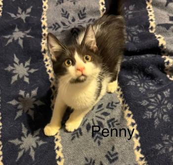 Rescue Domestic Short Hair Cats for Adoption in Safety Harbor, Florida - Penny | PetCurious