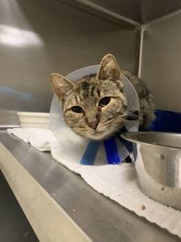 Rescue Domestic Short Hair Cats for Adoption in Longview, Texas - Hawaiian Roll | PetCurious