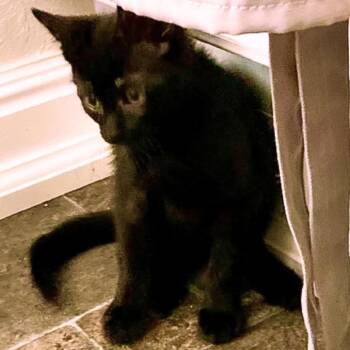 Domestic Short Hair Cats Available for Adoption in Pleasant Hill, California - Jeramiah | PetCurious