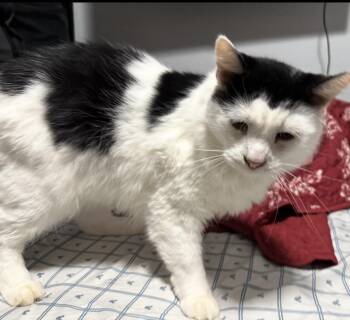 Frank -  Domestic Medium Hair Cat for Adoption in Maineville, Ohio - Frank | PetCurious