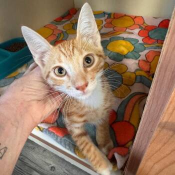 Orlando -  Domestic Short Hair Cat for Adoption in Lake Jackson, Texas - Orlando | PetCurious