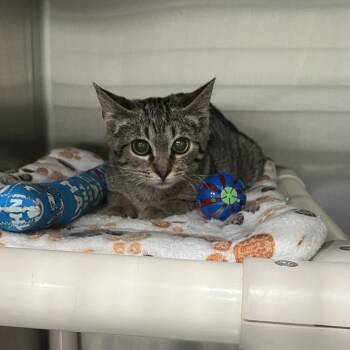 Cayenne -  Domestic Short Hair Cat for Adoption in Richmond Hill, Georgia - Cayenne | PetCurious