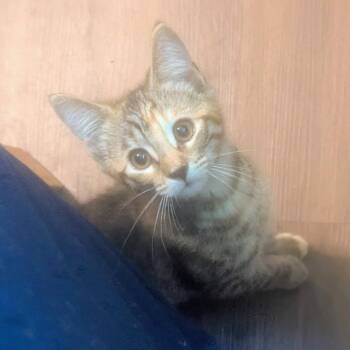 Go Go Juice -  Domestic Short Hair Cat for Adoption in Baltimore, Maryland - Go Go Juice | PetCurious