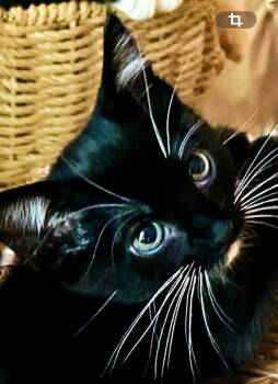 MaryJaneC -  Tuxedo and Domestic Short Hair Cat for Adoption in North Highlands, California - MaryJaneC | PetCurious