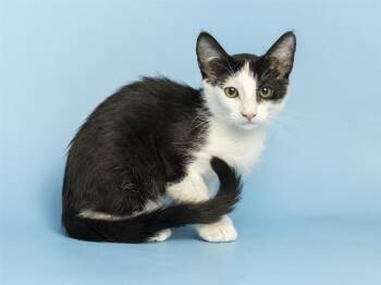 CHICKEN GNOCCHI -  Domestic Short Hair Cat for Adoption in Phoenix, Arizona - CHICKEN GNOCCHI | PetCurious
