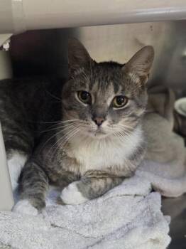 Chet -  Domestic Short Hair Cat for Adoption in Westland, Michigan - Chet | PetCurious