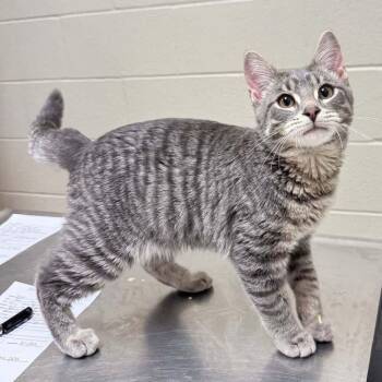Domestic Short Hair Cats Available for Adoption - Asher | PetCurious