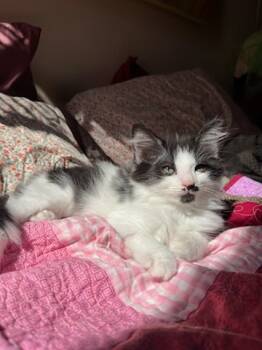 Rescue Domestic Medium Hair and Domestic Short Hair Cats for Adoption in Knoxville, Tennessee - P-Nut | PetCurious