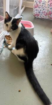 BUMBLEBEE -  Domestic Short Hair Cat for Adoption in Irmo, South Carolina - BUMBLEBEE | PetCurious