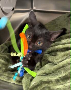 Bridger -  Domestic Short Hair Cat for Adoption in Watkinsville, Georgia - Bridger | PetCurious