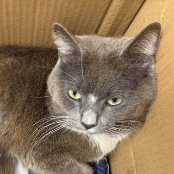 Padre Pio -  Domestic Short Hair Cat for Adoption in Chattanooga, Tennessee - Padre Pio | PetCurious