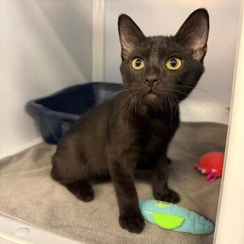 Romulus -  Domestic Short Hair Cat for Adoption in Sarasota, Florida - Romulus | PetCurious