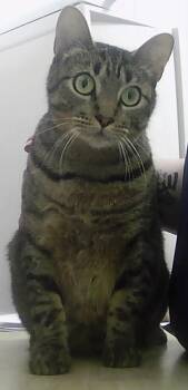 Domestic Short Hair Cats Available for Adoption - Lincoln | PetCurious