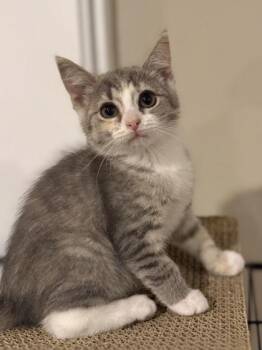 Herz -  Domestic Short Hair Cat for Adoption in West Chester, Pennsylvania - Herz | PetCurious