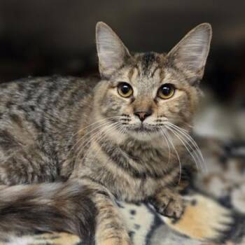 Amanda -  Domestic Long Hair and Domestic Short Hair Cat for Adoption in Westland, Michigan - Amanda | PetCurious