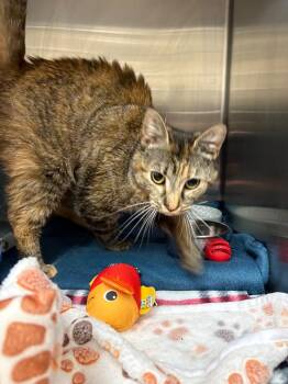 Domestic Short Hair Cats Available for Adoption in Johnson City, Tennessee - Gracie (Crocus) | PetCurious