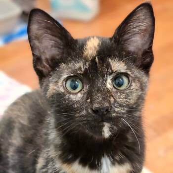 Rescue Domestic Short Hair Cats for Adoption in Abingdon, Maryland - 0925-114 Nova | PetCurious