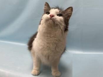 Moe -  Domestic Medium Hair and Domestic Short Hair Cat for Adoption in Minneapolis, Minnesota - Moe | PetCurious