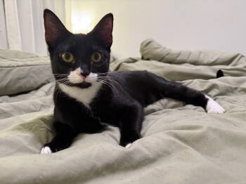 Rescue Domestic Short Hair Cats for Adoption in Mckinney, Texas - Lucy | PetCurious