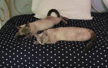 Phoenicia26 -  Siamese Cat for Adoption in Youngsville, North Carolina - Phoenicia26 | PetCurious